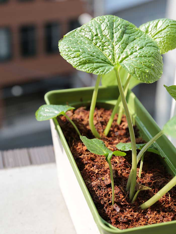 ベランダで沢わさびの植え付け！家庭菜園の水耕栽培で育ててみるよ | まあくんのなんでも体験記。